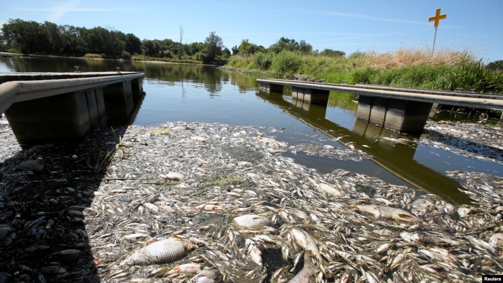 W związku z rozwojem trujących glonów w polskich drogach wodnych ryby zaczęły masowo umierać – Respublika.lt