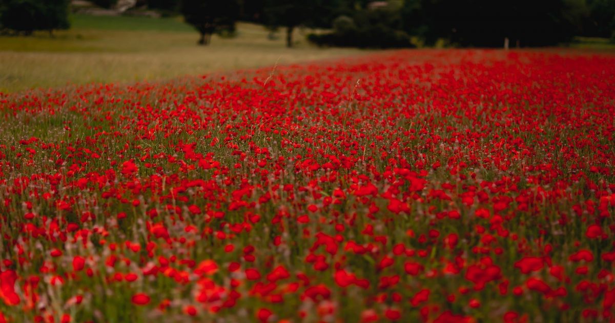 Święta 25 czerwca i inne ciekawe rzeczy – Respublika.lt