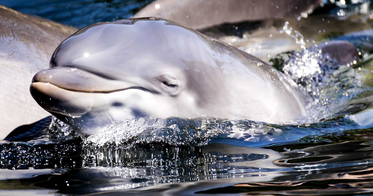 16 maja biesiady patronackie i inne atrakcje – Respublika.lt