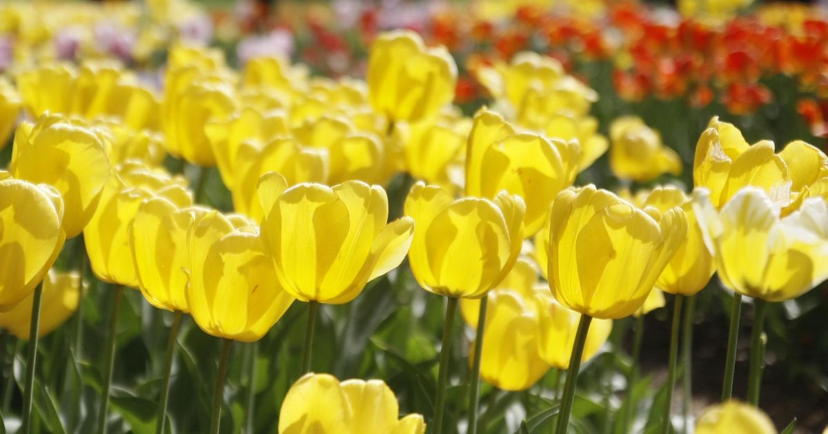 14 maja biesiady patronackie i inne atrakcje – Respublika.lt