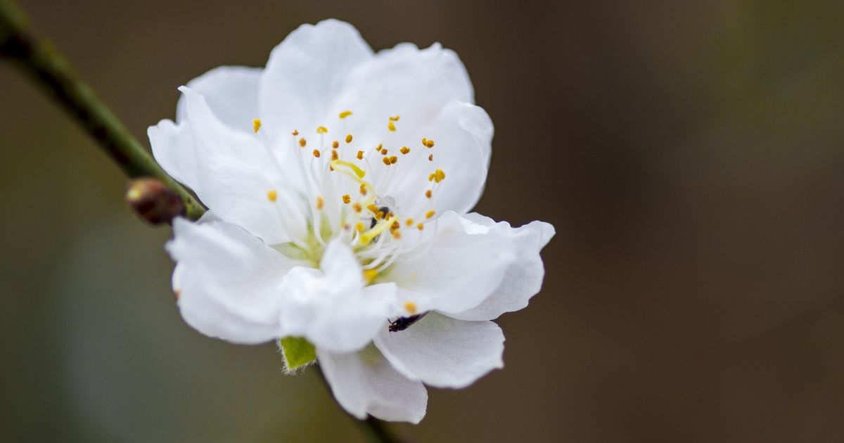 23 kwietnia biesiady patronackie i inne atrakcje – Respublika.lt