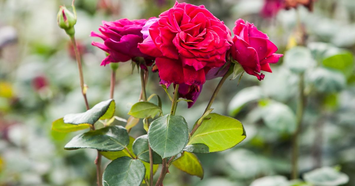 13 sierpnia imieniny i inne ciekawostki – Respublika.lt