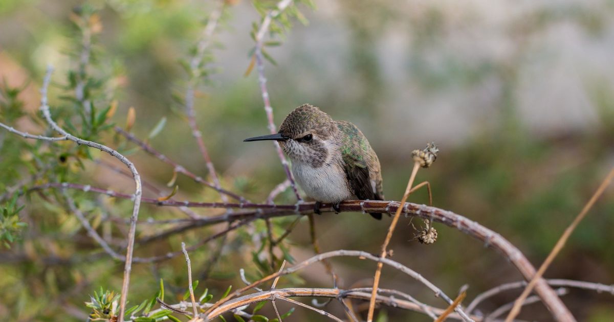 4 października Święta i inne ciekawostki – Respublika.lt