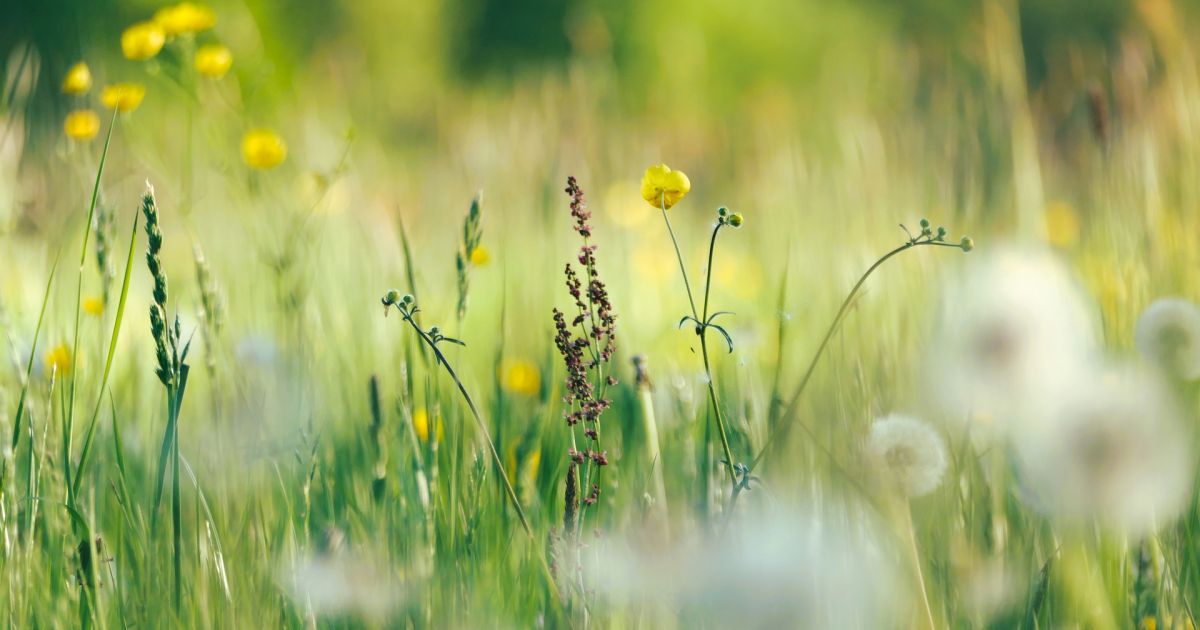 14 lipca imieniny i inne ciekawostki – Respublika.lt