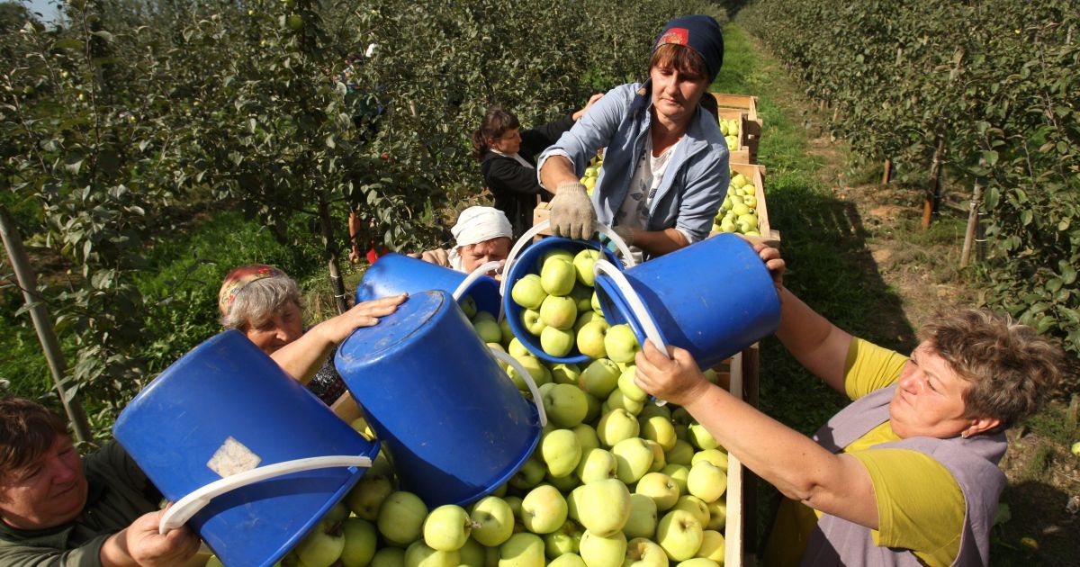 сбор яблок в саду. сады кубани краснодарский край. сбор яблок. сбор яблок. уборка яблок в саду.