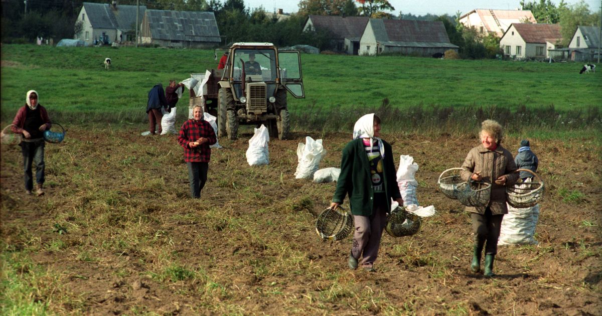 Lietuvoje dar vasara. O kada kasime bulves? - Respublika.lt - Naujienų ...